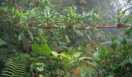 La reserva privada Cloudbridge en Talamanca, Costa Rica, transformó zonas ganaderas en un bosque restaurado tras más de 20 años de esfuerzo y más de 50.000 árboles plantados.