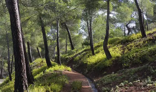 Durante 12 años, Codorníu reforestó 5.000 hectáreas, utilizando métodos innovadores, como disparar piñones con escopetas, para recuperar la vegetación de la sierra. Durante 12 años, Codorníu reforestó 5.000 hectáreas, utilizando métodos innovadores, como disparar piñones con escopetas, para recuperar la vegetación de la sierra.