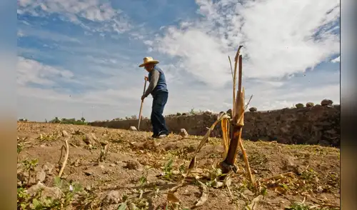 DESPROTECCIÓN. Solo 2,7% de las unidades agropecuarias familiares recibió asistencia técnica en los últimos tres años. fen sequia