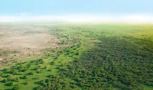 La Gran Muralla Verde de África, impulsada por la Unión Africana, busca restaurar 100 millones de hectáreas degradadas a lo largo del Sahel, combatiendo la desertificación.
