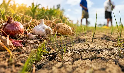 El Midagri también ejecuta 41 intervencciones más a través del Programa Subsectorial de Irrigaciones, con un plazo de 60 días para mitigar los efectos del fenómeno El Niño en la región. Cebolla, ajo y papa bajo amenaza: el plan de emergencia en 16 puntos críticos de Arequipa por El Niño