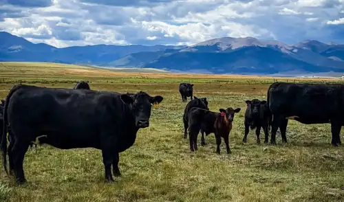 La pareja implementó medidas como pastoreo rotativo y refugios para fauna silvestre, mejorando el suelo, el agua y los hábitats naturales del rancho.