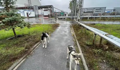 Los perros callejeros de Chernóbil son genéticamente diferentes. Foto: Clean Futures Fund