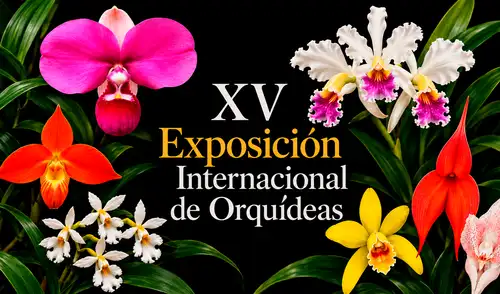 Exposición de orquídeas Exposición de orquídeas