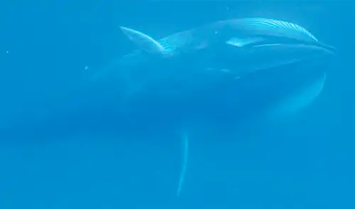 Una larga investigación brinda nuevos datos sobre el hábitat de la esquiva ballena de Omura. Foto: Royal Society Open Science Una larga investigación brinda nuevos datos sobre el hábitat de la esquiva ballena de Omura. Foto: Royal Society Open Science