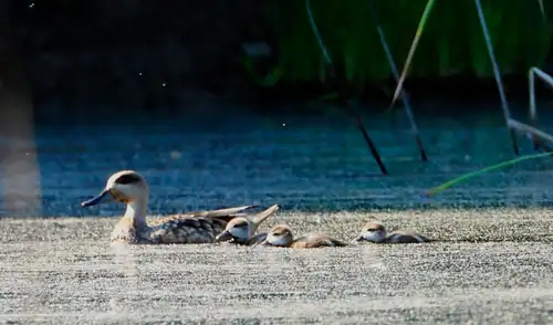 La cerceta pardilla es el pato más amenazado de Europa. Foto: Comunidad de Madrid