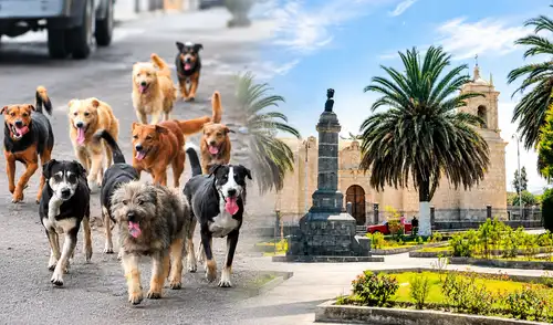 Municipalidad de Paucarpata realizará operativos para fiscalizar abandono de mascotas y estructuras en veredas