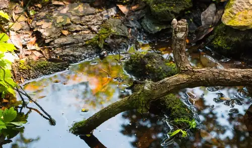 Estados Unidos ha iniciado una operación de restauración ambiental en ríos de Washington, colocando más de 6.000 troncos en 38 kilómetros de cauces.
