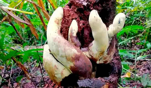 Descubrieron un nuevo hongo gigante cuyo linaje evolutivo se remonta a unos 65 millones de años, justo después de la extinción de los dinosaurios. Foto: Instituto de Botánica de Kunming / Academia China de Ciencias. Descubrieron un nuevo hongo gigante cuyo linaje evolutivo se remonta a unos 65 millones de años, justo después de la extinción de los dinosaurios. Foto: Instituto de Botánica de Kunming / Academia China de Ciencias.