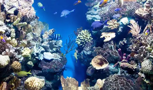 Las estructuras han atraído a diversas especies, incluidas 11 tipos de peces y 10 invertebrados, como langostas y mejillones, que encontraron refugio en el arrecife. Las estructuras han atraído a diversas especies, incluidas 11 tipos de peces y 10 invertebrados, como langostas y mejillones, que encontraron refugio en el arrecife.