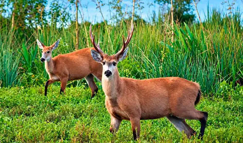 El Parque Nacional Ciervo de los Pantanos, a 70 km de Buenos Aires, ofrece un escape natural con 5.200 hectáreas de humedales y senderos autoguiados, ideal para familias.