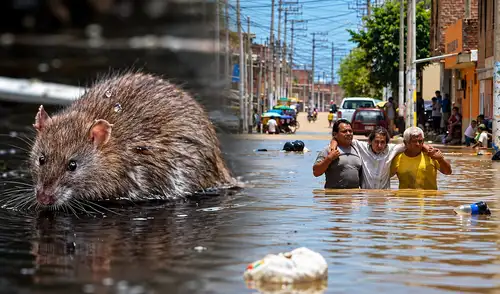 Leptospirosis supera en 2026 las muertes acumuladas de los últimos cuatro años Leptospirosis supera en 2026 las muertes acumuladas de los últimos cuatro años