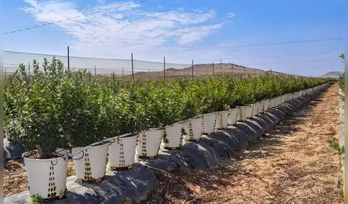 El agricultor enfrentó altos costos de producción que dificultaron el crecimiento del negocio, con gastos anuales que superaban sus ganancias. El agricultor enfrentó altos costos de producción que dificultaron el crecimiento del negocio, con gastos anuales que superaban sus ganancias.