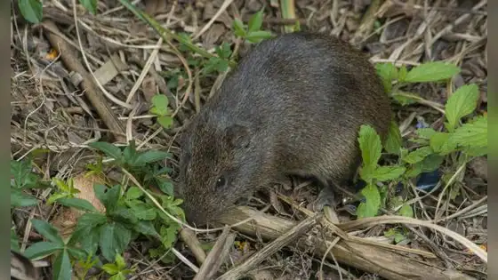 Hawái enfrenta una invasión de ratas que amenaza a sus aves endémicas: cazadores y tecnología buscan evitar una crisis ecológica Hawái enfrenta una invasión de ratas que amenaza a sus aves endémicas: cazadores y tecnología buscan evitar una crisis ecológica