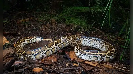 Florida paga por cazar pitones en los Everglades: cuánto puedes ganar por hora y cuánto recibes por cada serpiente capturada