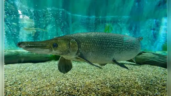 Este país de América Latina logró reproducir en cautiverio a un pez que lleva 100 millones de años en la Tierra: sus crías ya fueron liberadas Este país de América Latina logró reproducir en cautiverio a un pez que lleva 100 millones de años en la Tierra: sus crías ya fueron liberadas