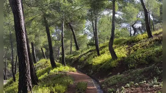 Un ingeniero español reforestó 5.000 hectáreas a cañonazos en 1889 y 135 años después es uno de los grandes pulmones verdes de Murcia
