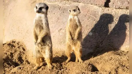 Buscan voluntarios para vivir en Sudáfrica y estudiar animales salvajes: ofrecen alojamiento, comida y formación científica