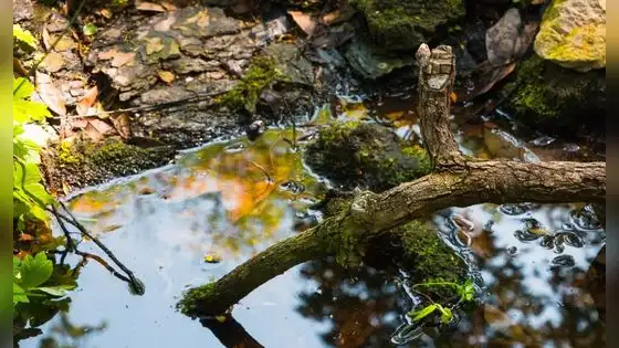 Estados Unidos arroja más de 6.000 troncos desde helicópteros a sus ríos para recuperar los hábitats naturales y proteger a los salmones