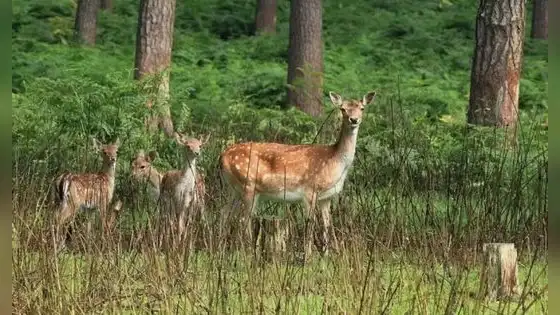 Este país de América Latina importó ciervos desde España para fomentar la caza: más de un siglo después, generan preocupación por su impacto ambiental