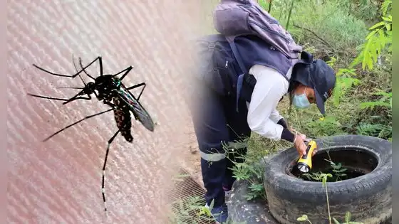 Alerta epidemiológica en Tumbes: confirman 2.394 contagios de dengue impulsados por lluvias de El Niño