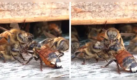 YouTube viral: abeja quedó herida y enjambre fue ayudarla, miles quedan impactados 