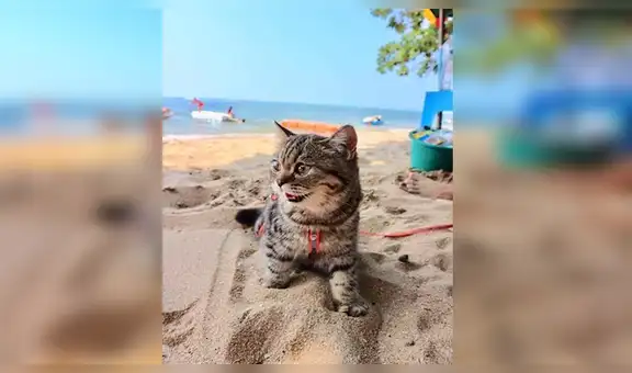 Gato bebé visita la playa por primera vez y tiene tierna reacción al tocar la arena [FOTOS]