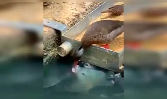 Captan a pato alimentando a varios peces con su comida [VIDEO]