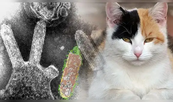 Lyssavirus: ¿qué es y cómo se transmite este virus, según la OMS?