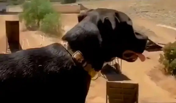 Perro acompaña a su dueña durante su arriesgado entrenamiento de motocross