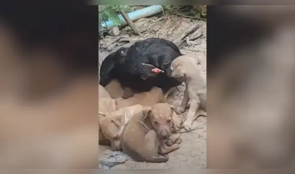 Gallina adopta a perros recién nacidos y los cuida como si fueran sus hijos [VIDEO]