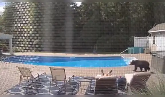 Oso invade casa y despierta a hombre que descansaba junto a la piscina [VIDEO]