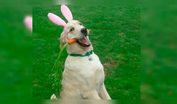 Facebook: “perro conejo” está enamorando las redes por esta hermosa razón [VIDEO]