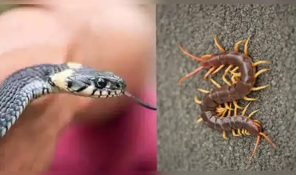 Serpiente intenta comerse a ciempiés venenoso y ambos protagonizan épica batalla [VIDEO]