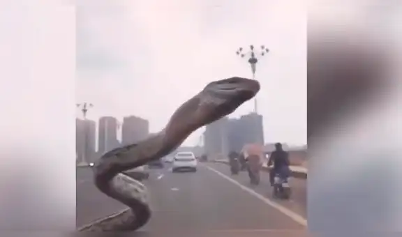 Joven recorre carretera en su auto y letal serpiente lo sorprende subiendo por su parabrisas [VIDEO]