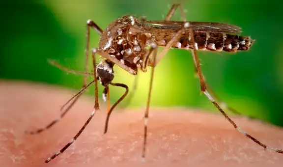 OX5034, los mosquitos genéticamente modificados para combatir el Zika y dengue