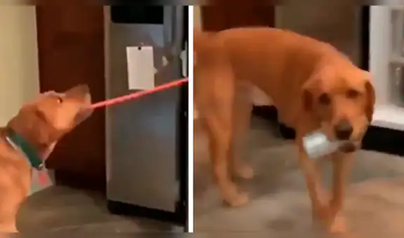 Perro aprende a sacar cervezas de la congeladora y entregárselas a su dueño [VIDEO]