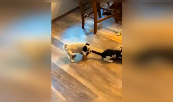 Pequeño perro defiende a su ‘amigo’ del feroz ataque de un gato y juntos salen victoriosos [VIDEO]
