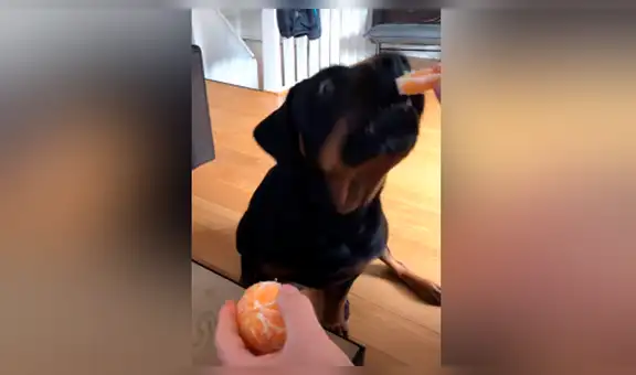 Joven pela una mandarina muy cerca de su perro y este tiene peculiar reacción [VIDEO]