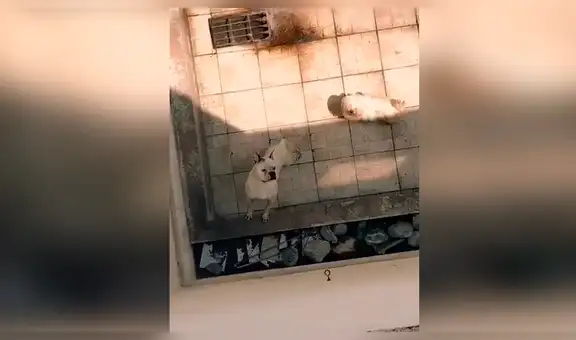 Joven rescata a perros abandonados por su vecino y les brinda un nuevo hogar [VIDEO] 