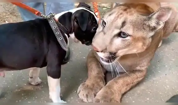 YouTube viral: tierno perro bebé trata de lamer a feroz puma y ocurre esto [VIDEO]