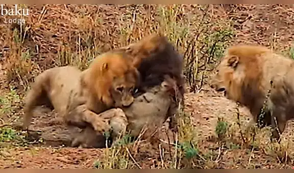 Leones tienen encarnizada pelea contra viejo ’macho alfa’ y el trágico final aterra a todos [VIDEO]