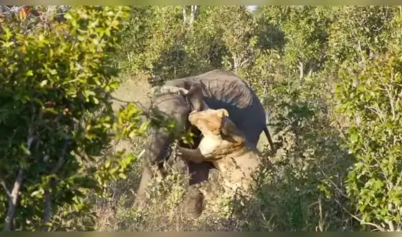 YouTube viral: valiente elefante se enfrenta a leona que quiere convertirlo en su presa y ocurre algo inesperado [VIDEO] 
