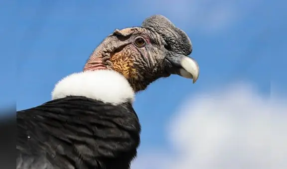 El vuelo del cóndor