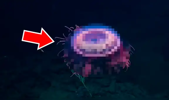 YouTube viral: extraña criatura ilumina las profundidades del océano y miles quedan impresionado al ver su apariencia [VIDEO]