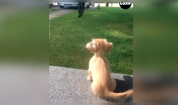 Perro protagoniza tierno reencuentro con su dueño tras volver a verlo después de varias semanas [VIDEO]