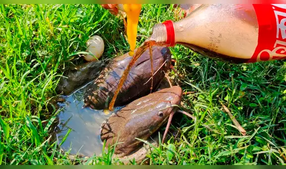 Arroja gaseosa y huevos en profundo agujero y extraños peces surgen en segundos [VIDEO]