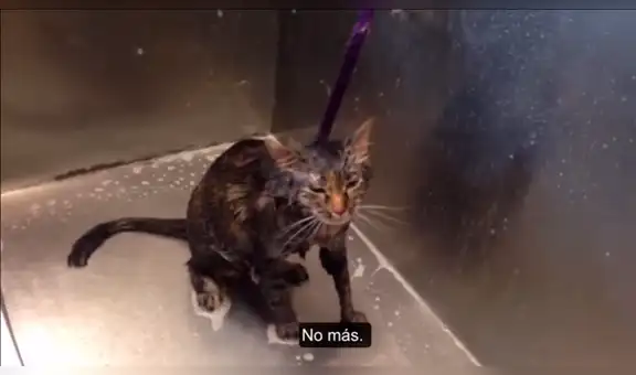 YouTube viral: Gato pide a su dueña que no lo bañe más [VIDEO] 