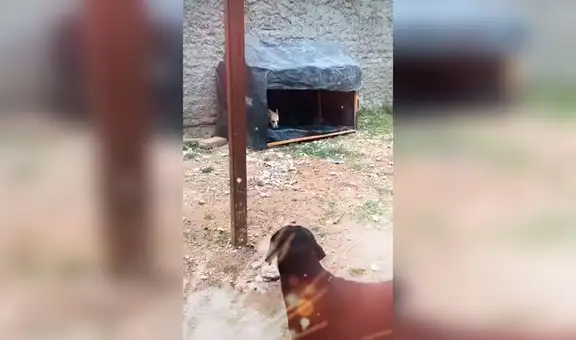 Pareja adopta unos perros de la calle y le construye una casa de madera 