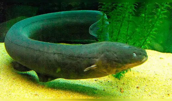 Hallan la especie de anguila eléctrica más potente en la Amazonía